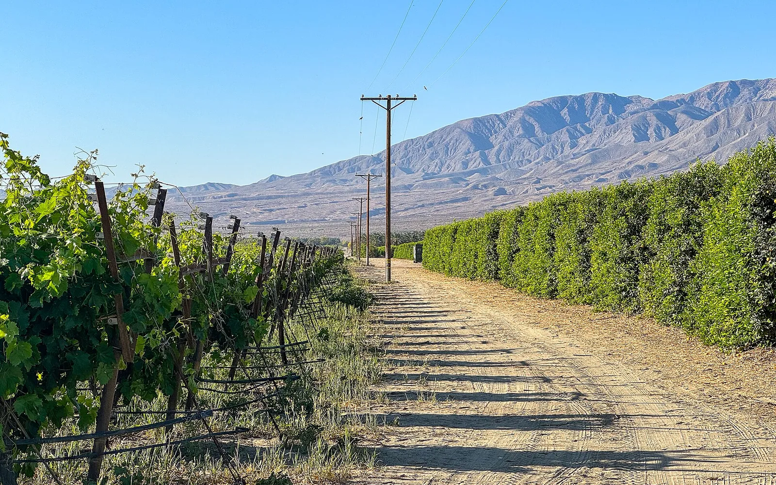 The Santa Rosa Mountains behind agricultural groves in Oasis in the Coachella Valley